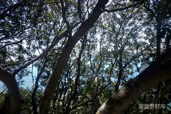 高清摄影 一排挨在一起的树