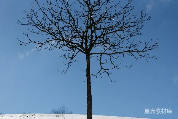 高清摄影 在蓝天下的雪山上，一棵孤独的树