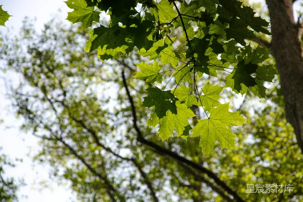 高清摄影 前景中的树叶和背景中的天空
