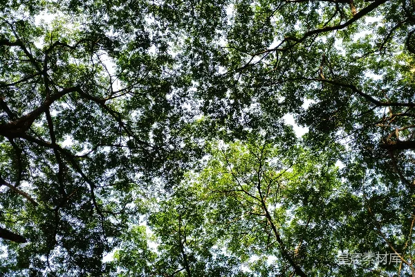 高清摄影 抬头仰望森林的树冠