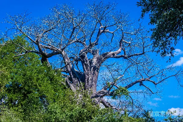 高清摄影 一棵大树在森林中央。