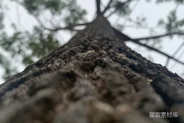 高清摄影 一根带有叶子的树枝