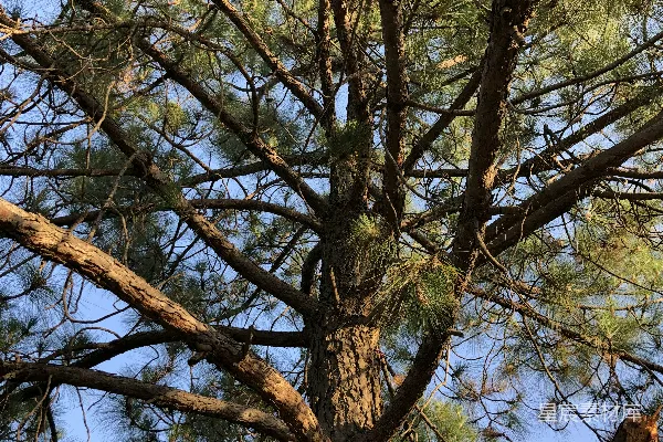高清摄影 白天蓝天下绿树和棕色的树