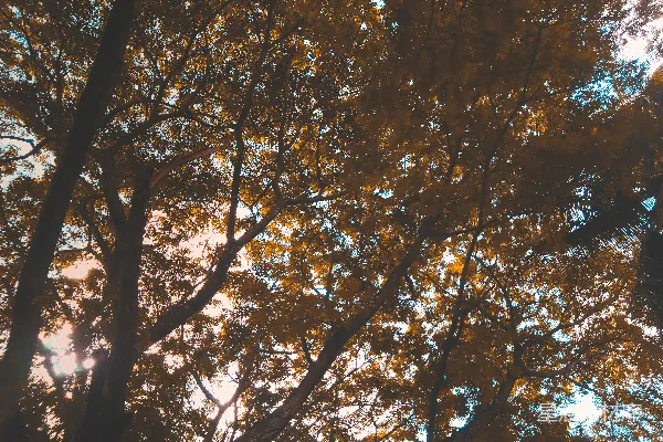 高清摄影 绿树