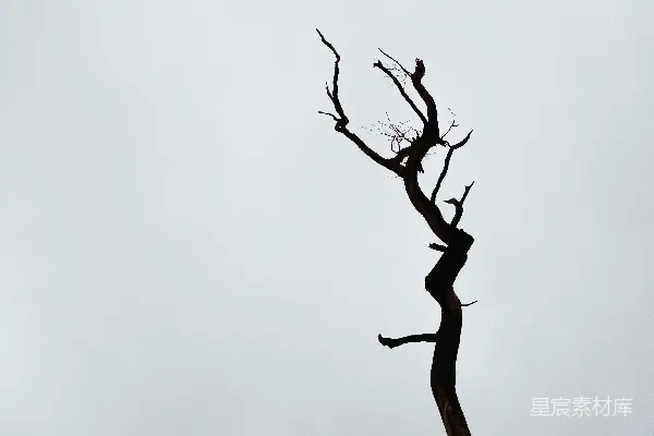 高清摄影 棕色的树枝与白云相映成趣
