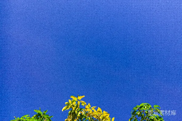 高清摄影 绿叶树在蓝天下