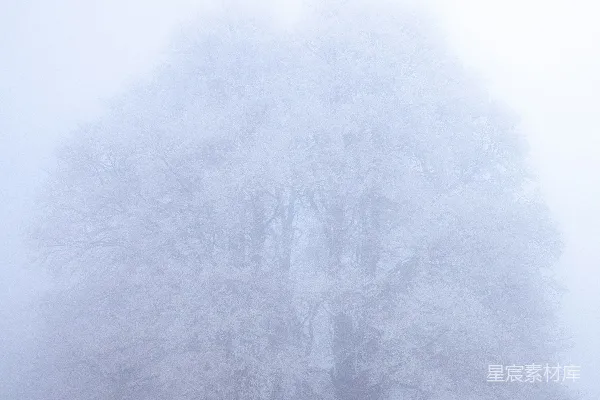 高清摄影 白色背景上的白树