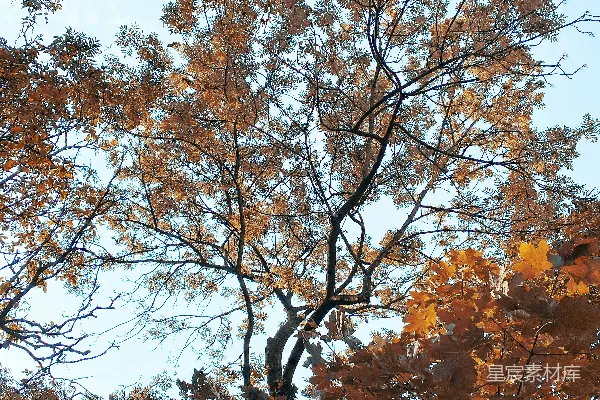 高清摄影 白天晴朗的蓝天下的棕色树叶树