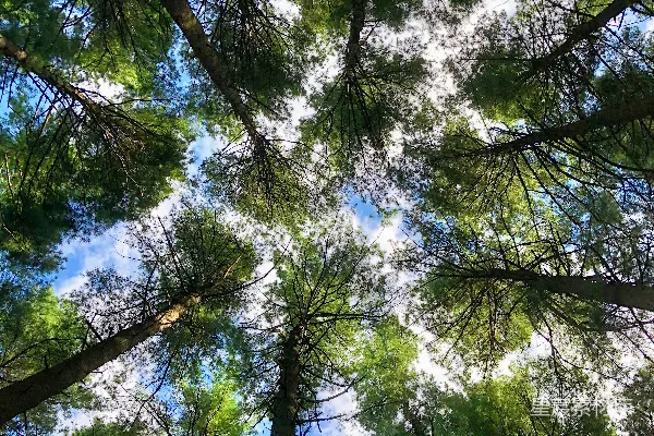 高清摄影 日间拍摄的绿树低角度摄影