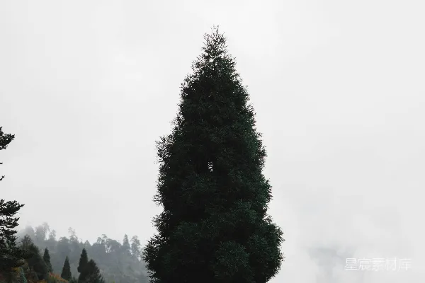 高清摄影 一棵高大的树矗立在雾蒙蒙的山景中。