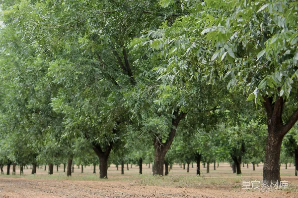 高清摄影 一条泥土小路穿过一片绿树成荫的果园。