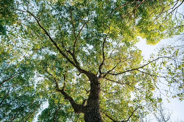 高清摄影 仰望绿叶枝条，看向天空