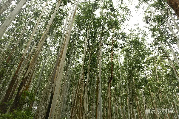 高清摄影 一片充满高大树木的森林