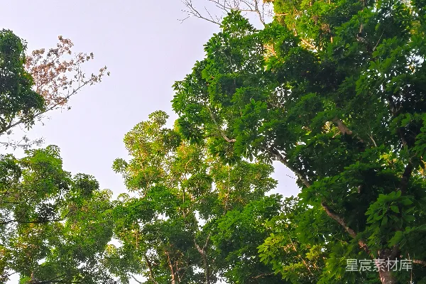 高清摄影 仰望绿色的树木，看向苍白的天空