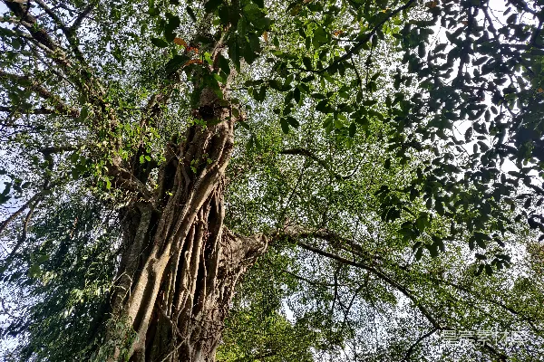 高清摄影 一棵非常高大的树，上面长满了藤蔓。