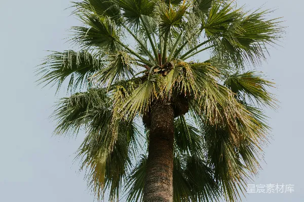 高清摄影 一株高大的棕榈树矗立在淡色的天空下