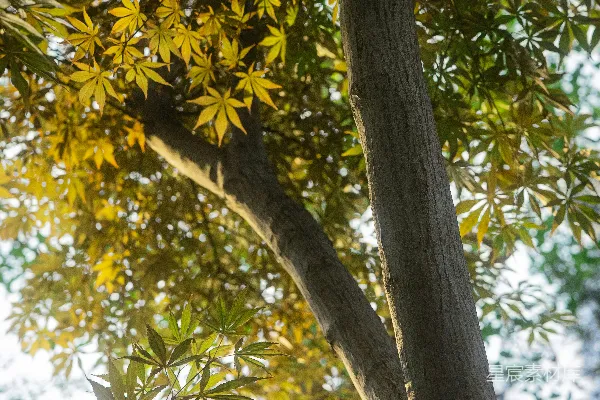 高清摄影 一只鸟停在树枝上
