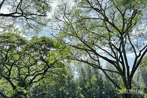 高清摄影 郁郁葱葱的树木映衬着明亮的天空