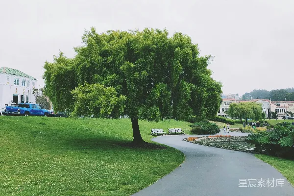 高清摄影 绿草地上有绿树，白天时的情景