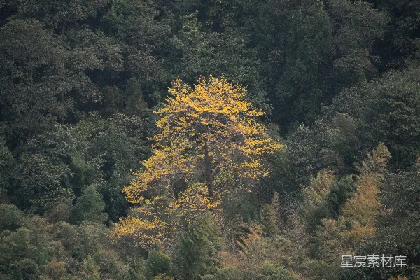 高清摄影 一棵黄色的树在茂密的森林中格外显眼。
