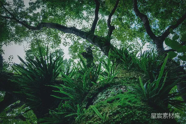 高清摄影 白天的绿叶树