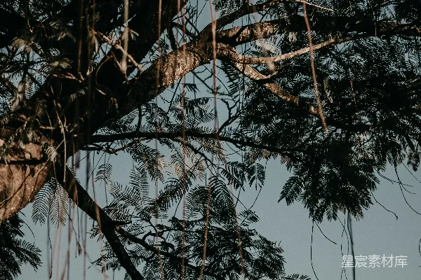 高清摄影 树上的鸟