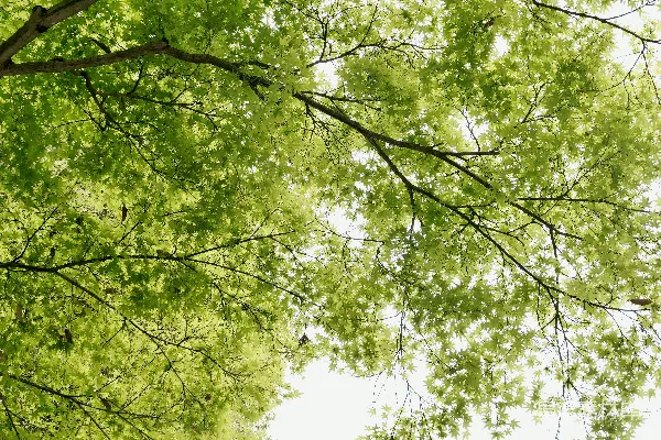 高清摄影 仰望树冠