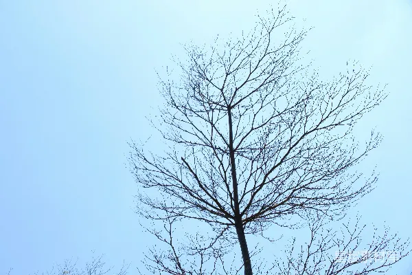 高清摄影 光秃的树枝在浅蓝色的天空下。
