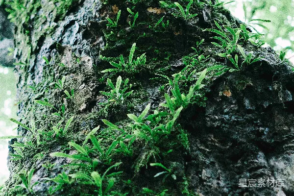 高清摄影 一棵苔藓覆盖的树干的特写