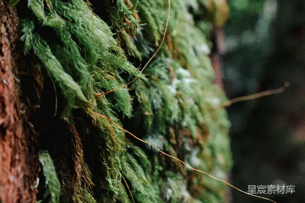 高清摄影 青苔覆盖在树干粗糙的表面上。