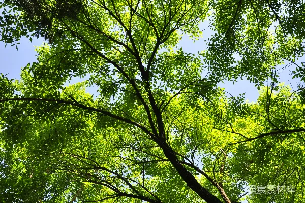 高清摄影 一棵绿叶的树