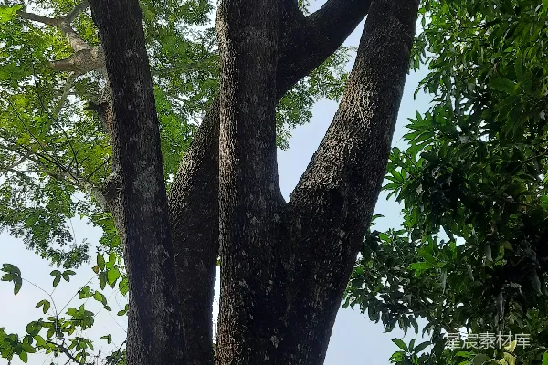 高清摄影 一棵大树在森林的中央