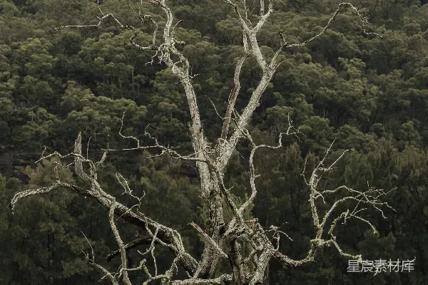 高清摄影 一棵倒下的枯树在田野中，背景是一座山脉。