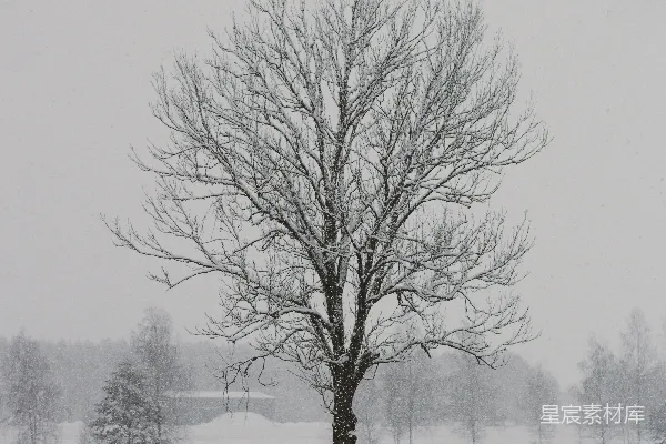 高清摄影 光秃秃的树木覆盖在积雪地上