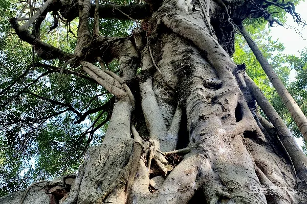 高清摄影 一棵非常大的树，树干非常长。