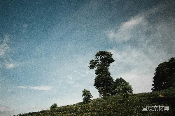 高清摄影 一座山丘上的一群树