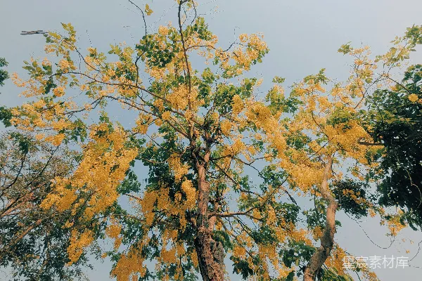 高清摄影 一棵开满黄色花朵的树，背景是晴朗的天空。