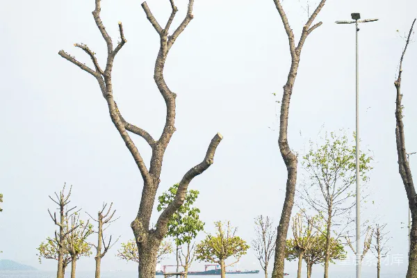 高清摄影 两棵树站在草地上。