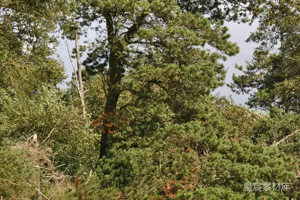 高清摄影 一头牛站在一片田野里，旁边有一片森林。