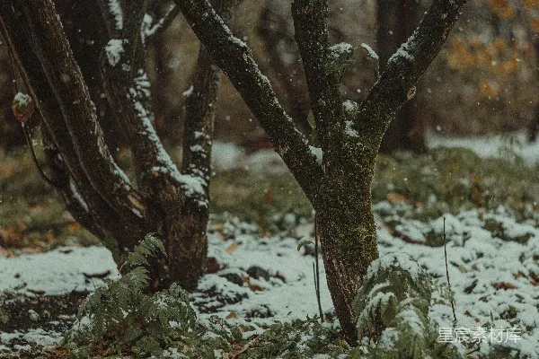 高清摄影 一棵覆盖着雪的树