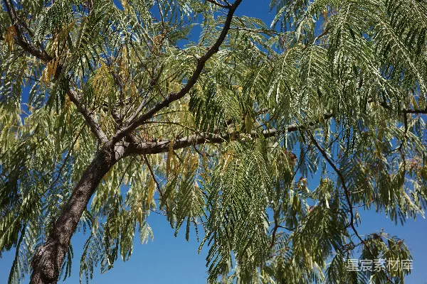 高清摄影 一棵树，绿叶细嫩，背景是蓝天。