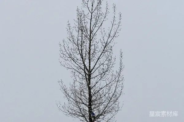 高清摄影 一棵孤独的树矗立在雪地中央