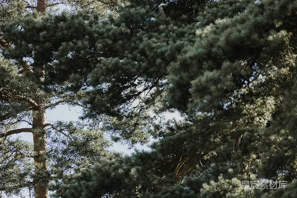 高清摄影 一个红绿灯标志牌在一些树木前面
