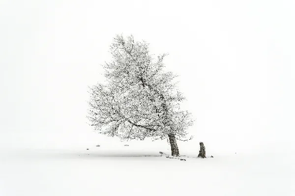 高清摄影 一片雪地里的一棵孤树