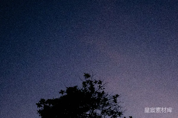 高清摄影 夜晚蓝天下树的剪影