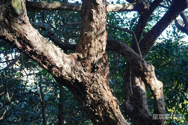 高清摄影 一只鸟停在树枝上