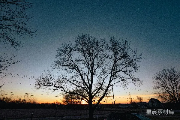 高清摄影 夕阳正挂在一棵没有叶子的树后面。