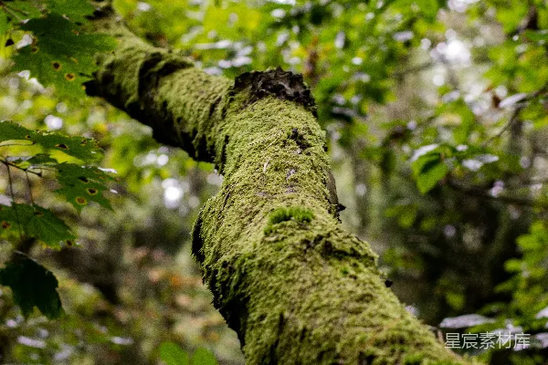 高清摄影 一棵苔藓覆盖的树，位于森林中央。