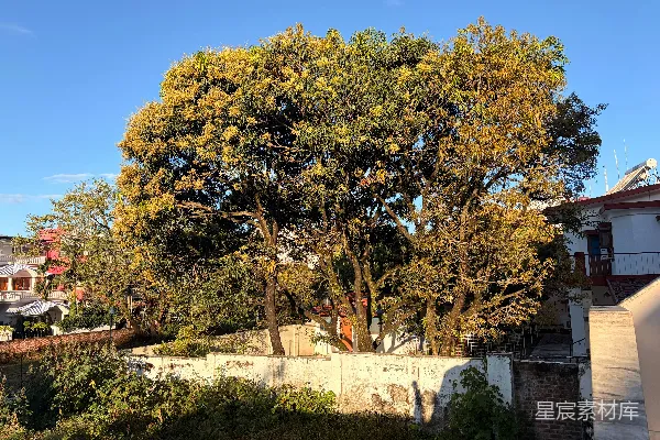 高清摄影 一棵开满黄色花朵的大树，背景是蓝天。
