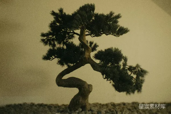 高清摄影 一株风格化的盆景树，树干粗壮且弯曲。